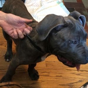 Meet your Posher, Roger